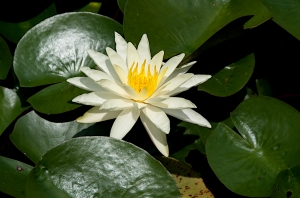 Lone Water Lily